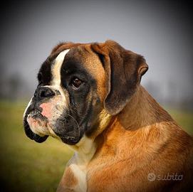 Boxer Cuccioli Fulvi - Bianchi