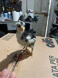 Pulcini Marans