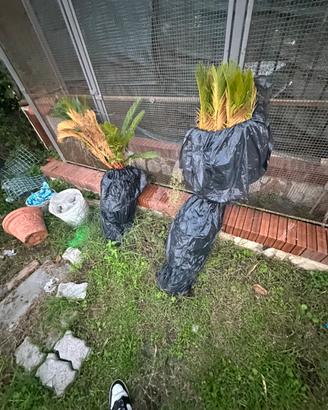 Piante cycas