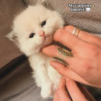 Cucciolo Ragdoll con Pedigree