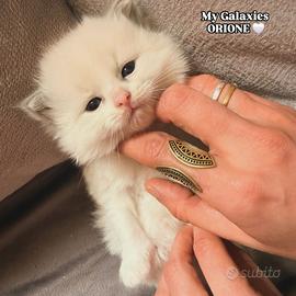 Cucciolo Ragdoll con Pedigree