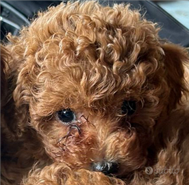 Barboncini Toy maschi