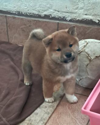 Shiba inu cucciolo
