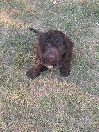 Due cuccioli di Lagotto Romagnolo