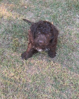 Due cuccioli di Lagotto Romagnolo