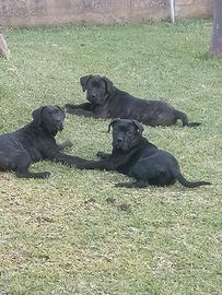 Cucciole Cane Corso