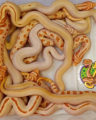 Heterodon nasicus baby 2026