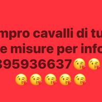 Vendoecomoprocavalli