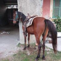 Cavallo