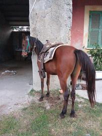 Cavallo