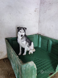 Adozione Husky