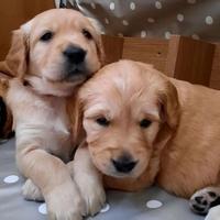 Cuccioli di golden retriever maschi femmine