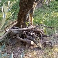LEGNA DI OLIVO DA ARDERE