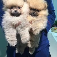 Spitz di pomerania enci