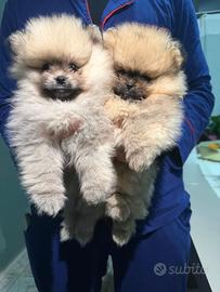 Spitz di pomerania enci