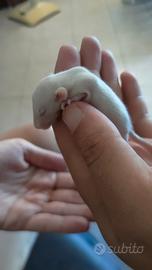 RATTI Da compagnia Domestici 