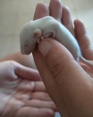 RATTI Da compagnia Domestici 