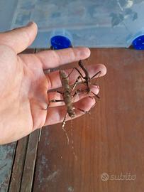 Insetti stecco