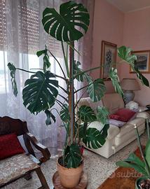 Pianta Monstera Deliciosa