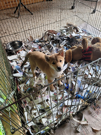 Cucciolo di Shiba Inu