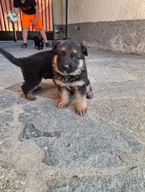 Cuccioli pastore tedesco