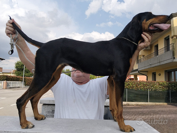 Segugio italiano nero focato