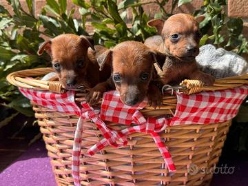 Pinscher