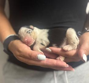 Blue merle pastore australiano