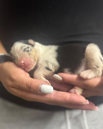 Blue merle pastore australiano