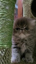? Gattini Persiani ipertipici disponibili ?