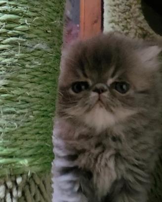 ? Gattini Persiani ipertipici disponibili ?