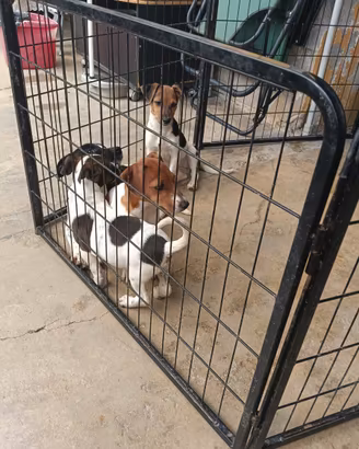 Jack Russell nani zampa corta