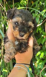 Cuccioli di Barboncino