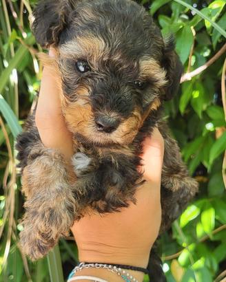 Cuccioli di Barboncino
