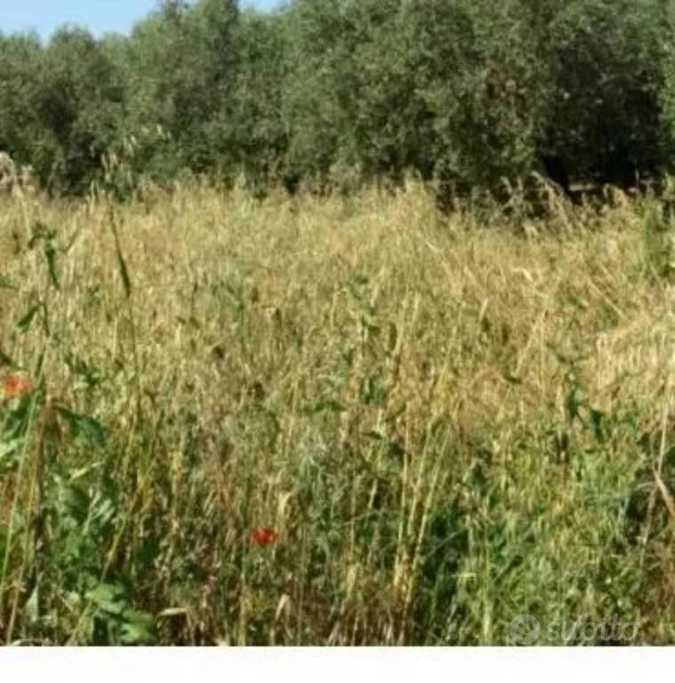 Immobile in asta di 5649 m² a Fonni - Altro