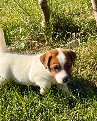 Jack Russell cucciolo con pedigree