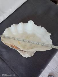 tridacna gigas 