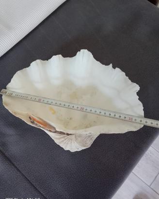 tridacna gigas 