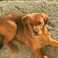 Cuccioli meticci da sistemare CON URGENZA