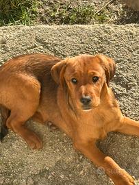 Cuccioli meticci da sistemare CON URGENZA