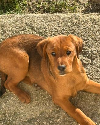 Cuccioli meticci da sistemare CON URGENZA