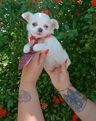 Chihuahua PELO LUNGO