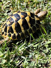 Tartaruga di terra Testudo Hermanni FonteC 47-2021