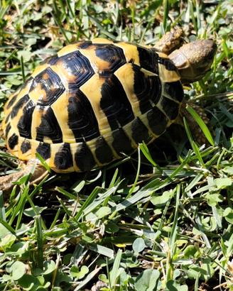 Tartaruga di terra Testudo Hermanni FonteC 47-2021