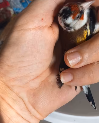 cardellino 