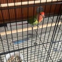 Pappagallo Inseparabile