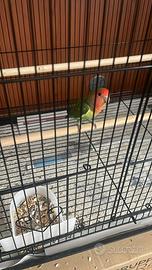 Pappagallo Inseparabile