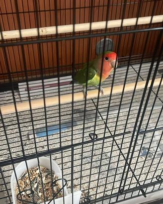 Pappagallo Inseparabile