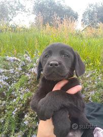 Cuccioli di Labrador retriever neri
