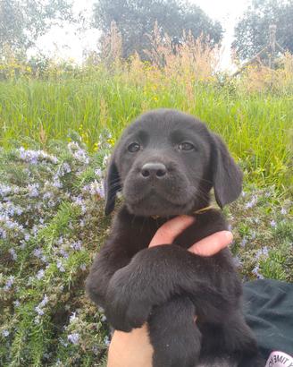 Cuccioli di Labrador retriever neri